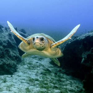 Dragoman Diving Center | SSI Basic Diver