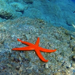 Alternative view of Nautilus Diving Center Marmaris | Dalış Programı